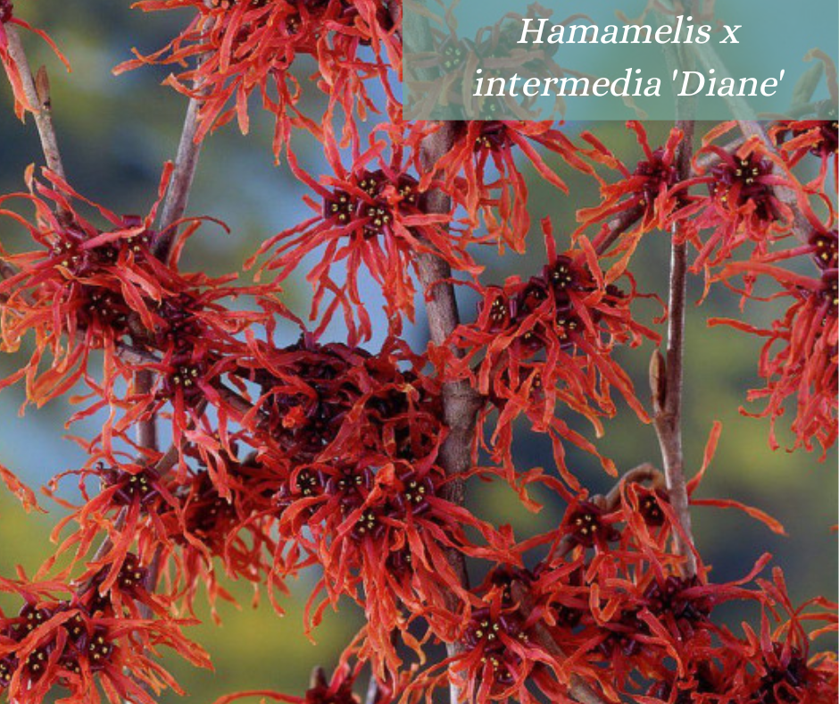 Lhamamelis Pour Apporter De La Couleur Au Jardin Lhiver