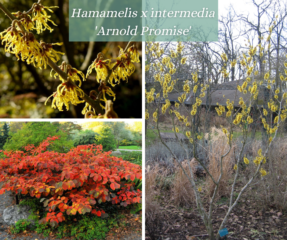 Comment apporter de la couleur au jardin?
Voilà une question que bon nombre d'amoureux du jardin se posent. La réponse est simple, planter un Hamamelis.
En effet, ce bel arbuste comporte 5 variétés originaires d'Amérique du Nord et d'Asie.
Il égaiera votre jardin par sa flamboyante floraison de janvier à mars. Ses fleurs froissées et parfumées sont disposées sur de longues hampes florales souvent jaunes (Hamamélis x intermedia 'Arnold Promise'), mais elles peuvent aussi être rouges (Hamamelis x intermedia 'Diane') ou encore cuivrées (Hamamelis x intermedia 'Jelena').
L'Hamamelis se pare de feuille de couleur orangée à l'automne avant de les perdre pour l'hiver, laissant la place à sa lumineuse floraison.
Avec son port évasé, et sa taille allant d'une hauteur d'1.50 m à 6 m, cet arbuste est idéal pour surplomber et accompagner un massif de plantes de terre de bruyère (Bruyère, Rhododendron, Daphnée...). Il sera aussi une plante de choix en pièce isolée ou en petit groupe serré, en bosquet.
Il est également appelé 'Le Noisetier Des Sorcières'. Ce nom est une traduction de son nom anglais "witch hazel" bien qu'initialement "witch" provenait du vieil Anglais et signifiait "ployer" en référence au port de ses branches.
Au-delà de son attrait esthétique, il est très utilisé à des fins médicinales où l'on utilise ses feuilles, ses fleurs et ses fruits pour de nombreux remèdes et cosmétiques.
Voilà autant de raison d'adopter pour votre jardin cette magnifique plante qui sublimera votre jardin en hivers et ne cessera de vous étonner le reste de l'année.
N'hésitez pas à nous contacter et à visiter notre site https://ateliermorliere.fr pour d'autres articles et voir ensemble comment nous pourrions intégrer cette plante à votre jardin grâce à nos offres de conseil et de conception de jardin.