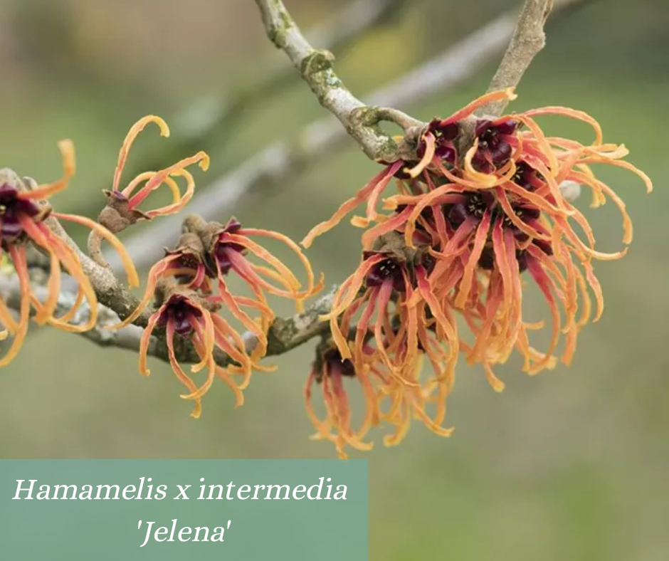 Comment apporter de la couleur au jardin?
Voilà une question que bon nombre d'amoureux du jardin se posent. La réponse est simple, planter un Hamamelis.
En effet, ce bel arbuste comporte 5 variétés originaires d'Amérique du Nord et d'Asie.
Il égaiera votre jardin par sa flamboyante floraison de janvier à mars. Ses fleurs froissées et parfumées sont disposées sur de longues hampes florales souvent jaunes (Hamamélis x intermedia 'Arnold Promise'), mais elles peuvent aussi être rouges (Hamamelis x intermedia 'Diane') ou encore cuivrées (Hamamelis x intermedia 'Jelena').
L'Hamamelis se pare de feuille de couleur orangée à l'automne avant de les perdre pour l'hiver, laissant la place à sa lumineuse floraison.
Avec son port évasé, et sa taille allant d'une hauteur d'1.50 m à 6 m, cet arbuste est idéal pour surplomber et accompagner un massif de plantes de terre de bruyère (Bruyère, Rhododendron, Daphnée...). Il sera aussi une plante de choix en pièce isolée ou en petit groupe serré, en bosquet.
Il est également appelé 'Le Noisetier Des Sorcières'. Ce nom est une traduction de son nom anglais "witch hazel" bien qu'initialement "witch" provenait du vieil Anglais et signifiait "ployer" en référence au port de ses branches.
Au-delà de son attrait esthétique, il est très utilisé à des fins médicinales où l'on utilise ses feuilles, ses fleurs et ses fruits pour de nombreux remèdes et cosmétiques.
Voilà autant de raison d'adopter pour votre jardin cette magnifique plante qui sublimera votre jardin en hivers et ne cessera de vous étonner le reste de l'année.
N'hésitez pas à nous contacter et à visiter notre site https://ateliermorliere.fr pour d'autres articles et voir ensemble comment nous pourrions intégrer cette plante à votre jardin grâce à nos offres de conseil et de conception de jardin.
