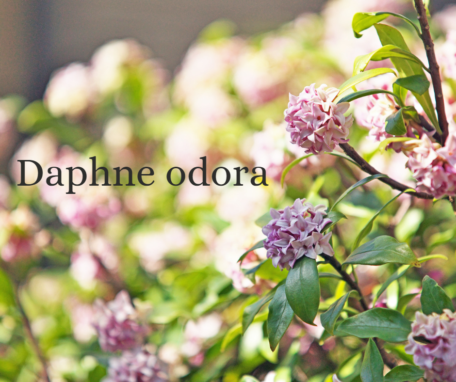 Quel arbuste choisir pour annoncer l'éveil de la nature ?
Comment ne pourrais-je pas vous présenter le Daphne odora.
Cet arbuste persistant, originaire d'Europe, d'Afrique du Nord et d'Asie a de nombreux atouts qui en font une plante plein de charme.
On l'appelle aussi Bois-Joli, mais son nom Daphné, lui, est inspiré par la Nymphe de la mythologie grecque, d'une grande beauté, elle a été transformée en Laurier à la suite d'une prière faite à son père pour fuir Apollon tombé fou amoureux d'elle.
Ce magnifique arbuste embellit nos jardins de ses fleurs nuancées de blanc au rose jusqu'au pourpre. Sa floraison durant l'hiver dure plusieurs semaines et ses nombreuses fleurs étoilées diffusent à plusieurs mètres un doux parfums d'oeillet, de jasmin et des notes giroflées.
Le Daphne odora n'est pas remarquable que pour sa floraison abondante mais aussi par son feuillage persistant, brillant et coriace.
Il peut aussi avoir des rebords plus lumineux comme pour la variété Daphne Odora 'Aureomarginata' ou le Daphne odora 'Marianni'.
Cet arbuste rustique est un incontournable des jardins d'ombre ou de mi-ombre.
Sa croissance très lente en fait une plante intéressante pour une utilisation dans des petits jardins.
Il s'agit là d'une plante que j'affectionne particulièrement à utiliser dans les massifs et que j'aime accompagner avec des plantes de terres de bruyère (Hydrangea, Camelia, Rhododendron, Bruyère, ...) ou des plantes d'ombres (Fougères, Anemones, Brunnera, Heuchera, Carex, ...).
Son port compact et sa taille modérée permettent au Daphne de l'utiliser dans de diverses utilisations. Il est idéal pour apporter un peu de gaieté aux zones délaissées et vides lors de la période hivernale.