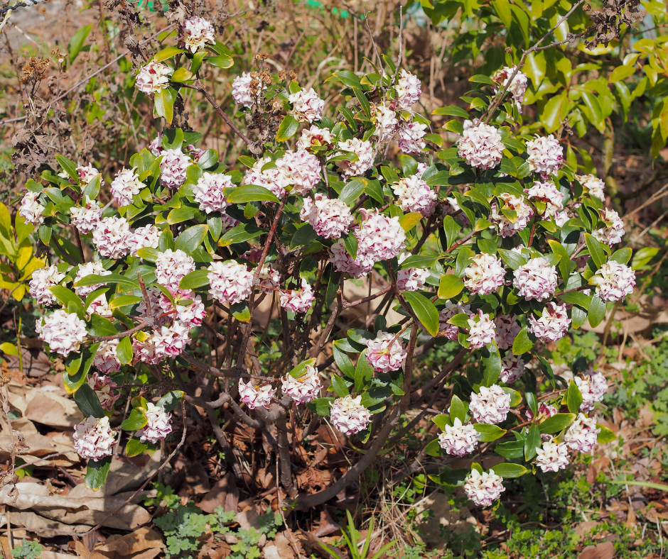 Quel arbuste choisir pour annoncer l'éveil de la nature ?
Comment ne pourrais-je pas vous présenter le Daphne odora.
Cet arbuste persistant, originaire d'Europe, d'Afrique du Nord et d'Asie a de nombreux atouts qui en font une plante plein de charme.
On l'appelle aussi Bois-Joli, mais son nom Daphné, lui, est inspiré par la Nymphe de la mythologie grecque, d'une grande beauté, elle a été transformée en Laurier à la suite d'une prière faite à son père pour fuir Apollon tombé fou amoureux d'elle.
Ce magnifique arbuste embellit nos jardins de ses fleurs nuancées de blanc au rose jusqu'au pourpre. Sa floraison durant l'hiver dure plusieurs semaines et ses nombreuses fleurs étoilées diffusent à plusieurs mètres un doux parfums d'oeillet, de jasmin et des notes giroflées.
Le Daphne odora n'est pas remarquable que pour sa floraison abondante mais aussi par son feuillage persistant, brillant et coriace.
Il peut aussi avoir des rebords plus lumineux comme pour la variété Daphne Odora 'Aureomarginata' ou le Daphne odora 'Marianni'.
Cet arbuste rustique est un incontournable des jardins d'ombre ou de mi-ombre.
Sa croissance très lente en fait une plante intéressante pour une utilisation dans des petits jardins.
Il s'agit là d'une plante que j'affectionne particulièrement à utiliser dans les massifs et que j'aime accompagner avec des plantes de terres de bruyère (Hydrangea, Camelia, Rhododendron, Bruyère, ...) ou des plantes d'ombres (Fougères, Anemones, Brunnera, Heuchera, Carex, ...).
Son port compact et sa taille modérée permettent au Daphne de l'utiliser dans de diverses utilisations. Il est idéal pour apporter un peu de gaieté aux zones délaissées et vides lors de la période hivernale.