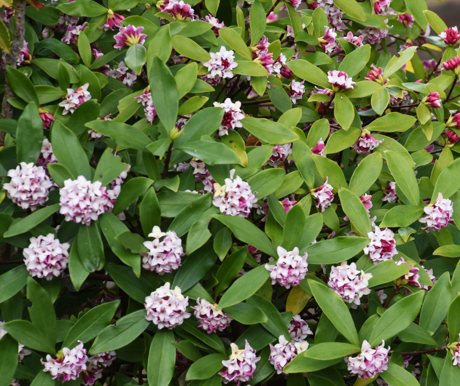 Quel arbuste choisir pour annoncer l'éveil de la nature ?
Comment ne pourrais-je pas vous présenter le Daphne odora.
Cet arbuste persistant, originaire d'Europe, d'Afrique du Nord et d'Asie a de nombreux atouts qui en font une plante plein de charme.
On l'appelle aussi Bois-Joli, mais son nom Daphné, lui, est inspiré par la Nymphe de la mythologie grecque, d'une grande beauté, elle a été transformée en Laurier à la suite d'une prière faite à son père pour fuir Apollon tombé fou amoureux d'elle.
Ce magnifique arbuste embellit nos jardins de ses fleurs nuancées de blanc au rose jusqu'au pourpre. Sa floraison durant l'hiver dure plusieurs semaines et ses nombreuses fleurs étoilées diffusent à plusieurs mètres un doux parfums d'oeillet, de jasmin et des notes giroflées.
Le Daphne odora n'est pas remarquable que pour sa floraison abondante mais aussi par son feuillage persistant, brillant et coriace.
Il peut aussi avoir des rebords plus lumineux comme pour la variété Daphne Odora 'Aureomarginata' ou le Daphne odora 'Marianni'.
Cet arbuste rustique est un incontournable des jardins d'ombre ou de mi-ombre.
Sa croissance très lente en fait une plante intéressante pour une utilisation dans des petits jardins.
Il s'agit là d'une plante que j'affectionne particulièrement à utiliser dans les massifs et que j'aime accompagner avec des plantes de terres de bruyère (Hydrangea, Camelia, Rhododendron, Bruyère, ...) ou des plantes d'ombres (Fougères, Anemones, Brunnera, Heuchera, Carex, ...).
Son port compact et sa taille modérée permettent au Daphne de l'utiliser dans de diverses utilisations. Il est idéal pour apporter un peu de gaieté aux zones délaissées et vides lors de la période hivernale.