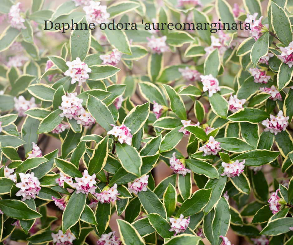 Quel arbuste choisir pour annoncer l'éveil de la nature ?
Comment ne pourrais-je pas vous présenter le Daphne odora.
Cet arbuste persistant, originaire d'Europe, d'Afrique du Nord et d'Asie a de nombreux atouts qui en font une plante plein de charme.
On l'appelle aussi Bois-Joli, mais son nom Daphné, lui, est inspiré par la Nymphe de la mythologie grecque, d'une grande beauté, elle a été transformée en Laurier à la suite d'une prière faite à son père pour fuir Apollon tombé fou amoureux d'elle.
Ce magnifique arbuste embellit nos jardins de ses fleurs nuancées de blanc au rose jusqu'au pourpre. Sa floraison durant l'hiver dure plusieurs semaines et ses nombreuses fleurs étoilées diffusent à plusieurs mètres un doux parfums d'oeillet, de jasmin et des notes giroflées.
Le Daphne odora n'est pas remarquable que pour sa floraison abondante mais aussi par son feuillage persistant, brillant et coriace.
Il peut aussi avoir des rebords plus lumineux comme pour la variété Daphne Odora 'Aureomarginata' ou le Daphne odora 'Marianni'.
Cet arbuste rustique est un incontournable des jardins d'ombre ou de mi-ombre.
Sa croissance très lente en fait une plante intéressante pour une utilisation dans des petits jardins.
Il s'agit là d'une plante que j'affectionne particulièrement à utiliser dans les massifs et que j'aime accompagner avec des plantes de terres de bruyère (Hydrangea, Camelia, Rhododendron, Bruyère, ...) ou des plantes d'ombres (Fougères, Anemones, Brunnera, Heuchera, Carex, ...).
Son port compact et sa taille modérée permettent au Daphne de l'utiliser dans de diverses utilisations. Il est idéal pour apporter un peu de gaieté aux zones délaissées et vides lors de la période hivernale.