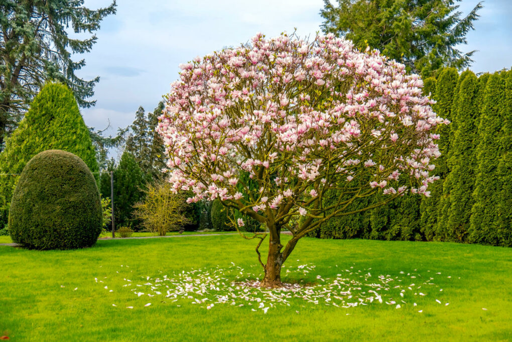 Prix D Un Arbre Magnolia