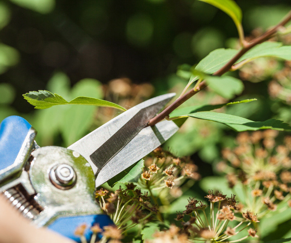 Taille d'arbuste au sécateur