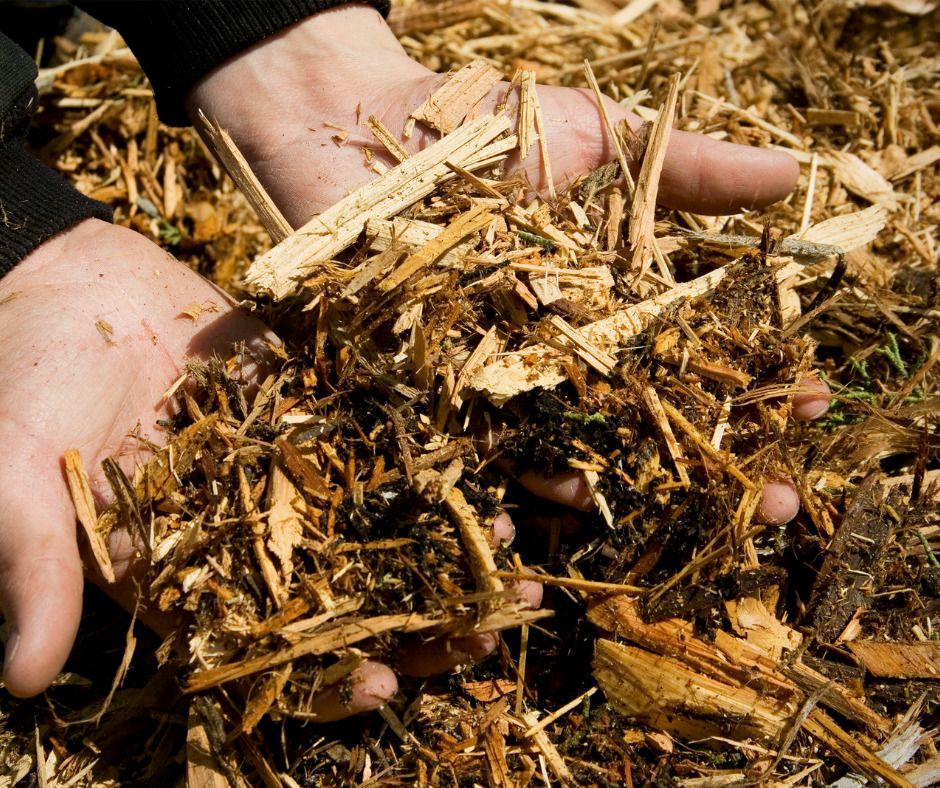 Personne tenant dans ses mains du paillage de végétaux broyés