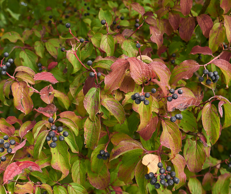 Cornus sanguinea