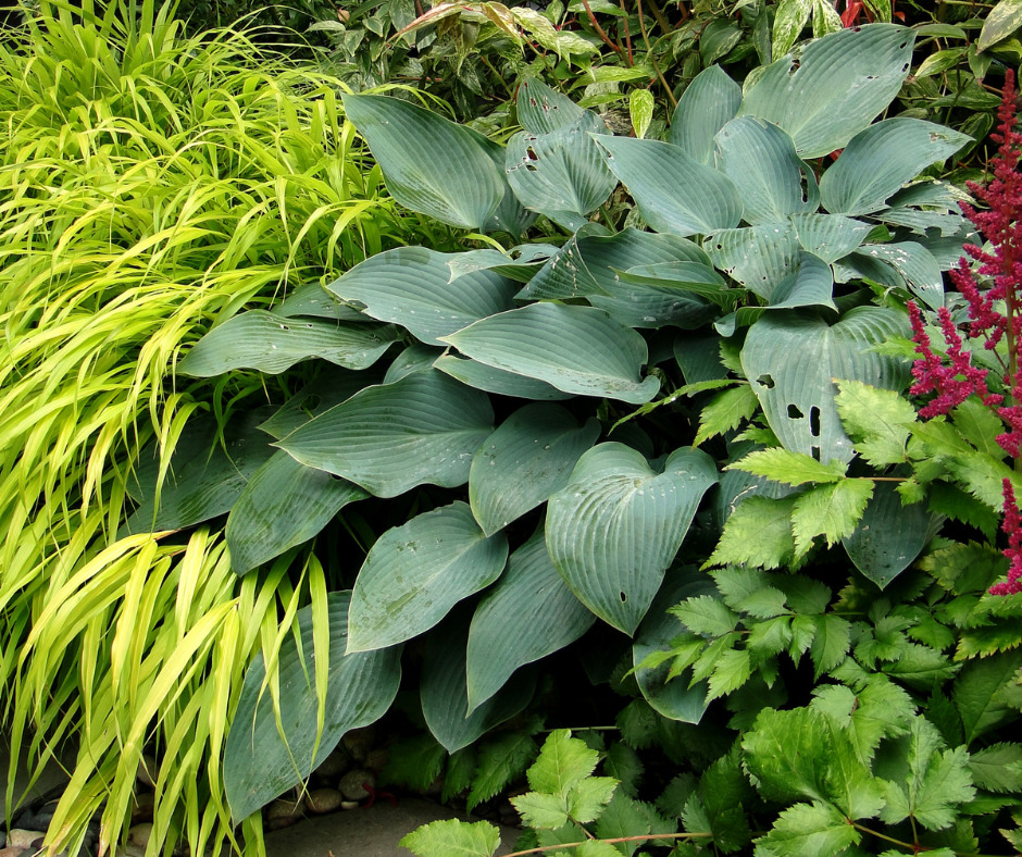 plantes d'ombres comme les hostas, hakonechloa.