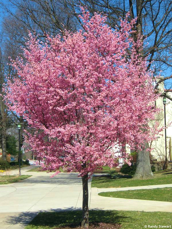 51 3 ATELIER MORLIERE Conception de jardin à Rennes en ILLE-ET-VILAINE (35) Les cerisiers d'ornement, aussi appelés cerisiers à fleurs, sont des arbres magnifiques et spectaculaires, qui offrent une floraison abondante et colorée au printemps. Ces arbres ont une grande importance culturelle et symbolique au Japon, où ils sont considérés comme des symboles de la beauté éphémère de la vie. En France, les cerisiers d'ornement sont également très populaires et très appréciés pour leur beauté et leur élégance.