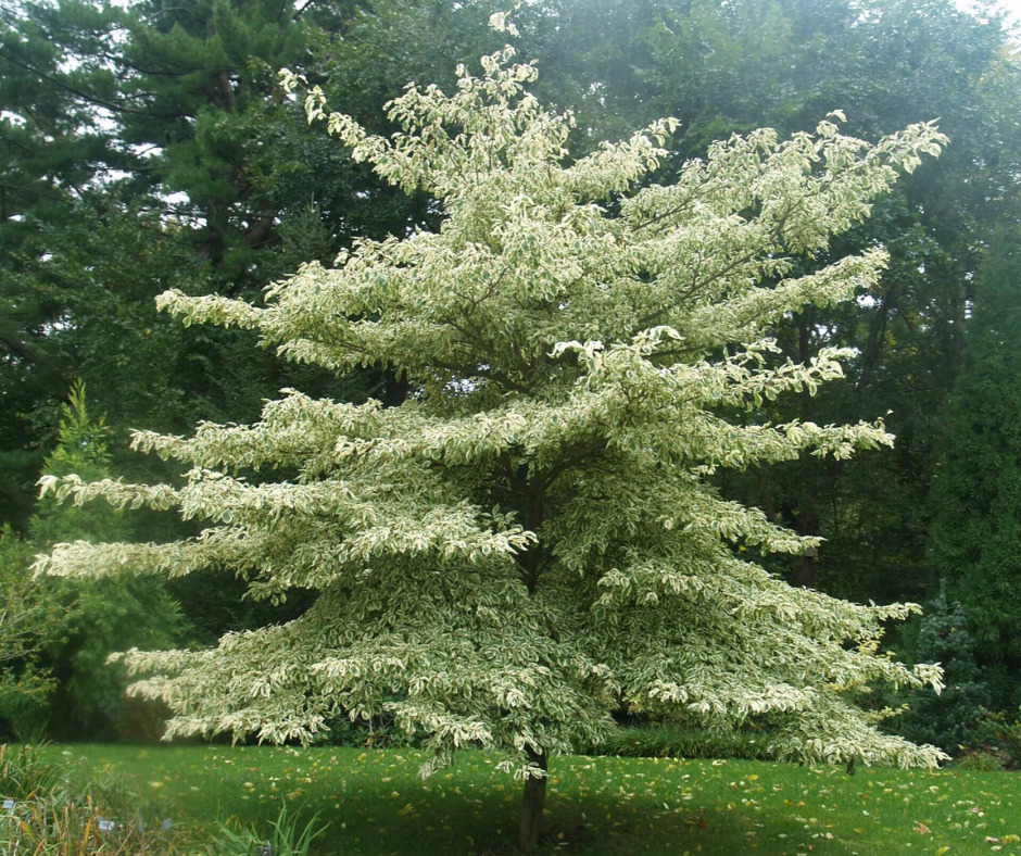 Cornus controversa 'Aureomarginata'