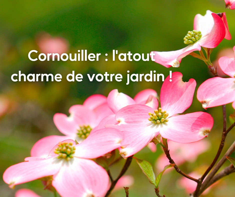 Cornouiller latout charme de votre jardin ATELIER MORLIERE Conception de jardin à Rennes en ILLE-ET-VILAINE (35) Si vous êtes à la recherche d'un arbuste à la fois magnifique et résistant, vous êtes au bon endroit. Dans cet article, nous allons explorer les différentes variétés de cornouillers et leurs utilisations dans le jardin. Préparez-vous à être émerveillé par la beauté de ces arbustes !
