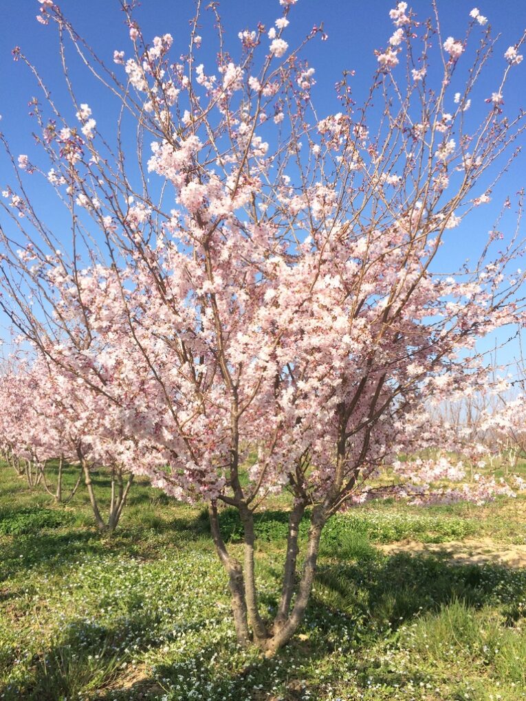 Prunus subhirtella ATELIER MORLIERE Conception de jardin à Rennes en ILLE-ET-VILAINE (35) Les cerisiers d'ornement, aussi appelés cerisiers à fleurs, sont des arbres magnifiques et spectaculaires, qui offrent une floraison abondante et colorée au printemps. Ces arbres ont une grande importance culturelle et symbolique au Japon, où ils sont considérés comme des symboles de la beauté éphémère de la vie. En France, les cerisiers d'ornement sont également très populaires et très appréciés pour leur beauté et leur élégance.