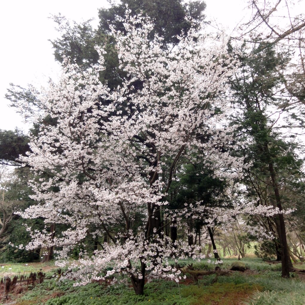 Prunus nipponica Japanische Kirsche 23 ATELIER MORLIERE Conception de jardin à Rennes en ILLE-ET-VILAINE (35) Les cerisiers d'ornement, aussi appelés cerisiers à fleurs, sont des arbres magnifiques et spectaculaires, qui offrent une floraison abondante et colorée au printemps. Ces arbres ont une grande importance culturelle et symbolique au Japon, où ils sont considérés comme des symboles de la beauté éphémère de la vie. En France, les cerisiers d'ornement sont également très populaires et très appréciés pour leur beauté et leur élégance.