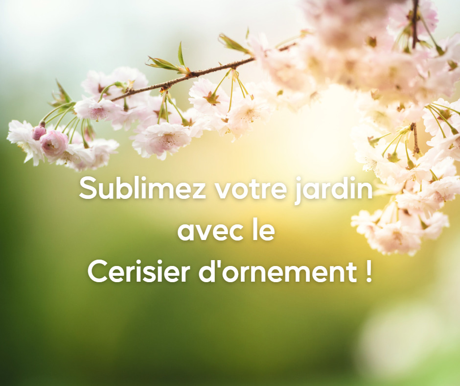 Sublimez votre jardin avec le Cerisier dornement ATELIER MORLIERE Conception de jardin à Rennes en ILLE-ET-VILAINE (35) Les cerisiers d'ornement, aussi appelés cerisiers à fleurs, sont des arbres magnifiques et spectaculaires, qui offrent une floraison abondante et colorée au printemps. Ces arbres ont une grande importance culturelle et symbolique au Japon, où ils sont considérés comme des symboles de la beauté éphémère de la vie. En France, les cerisiers d'ornement sont également très populaires et très appréciés pour leur beauté et leur élégance.