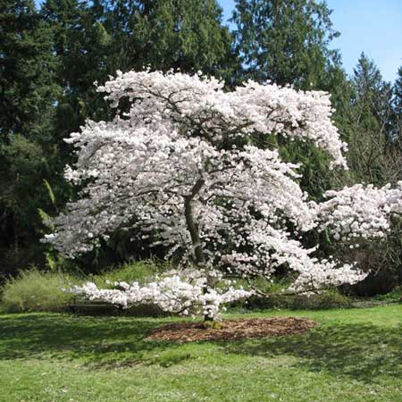 cerisier yoshino prunus yedoensis 1 ATELIER MORLIERE Conception de jardin à Rennes en ILLE-ET-VILAINE (35) Les cerisiers d'ornement, aussi appelés cerisiers à fleurs, sont des arbres magnifiques et spectaculaires, qui offrent une floraison abondante et colorée au printemps. Ces arbres ont une grande importance culturelle et symbolique au Japon, où ils sont considérés comme des symboles de la beauté éphémère de la vie. En France, les cerisiers d'ornement sont également très populaires et très appréciés pour leur beauté et leur élégance.