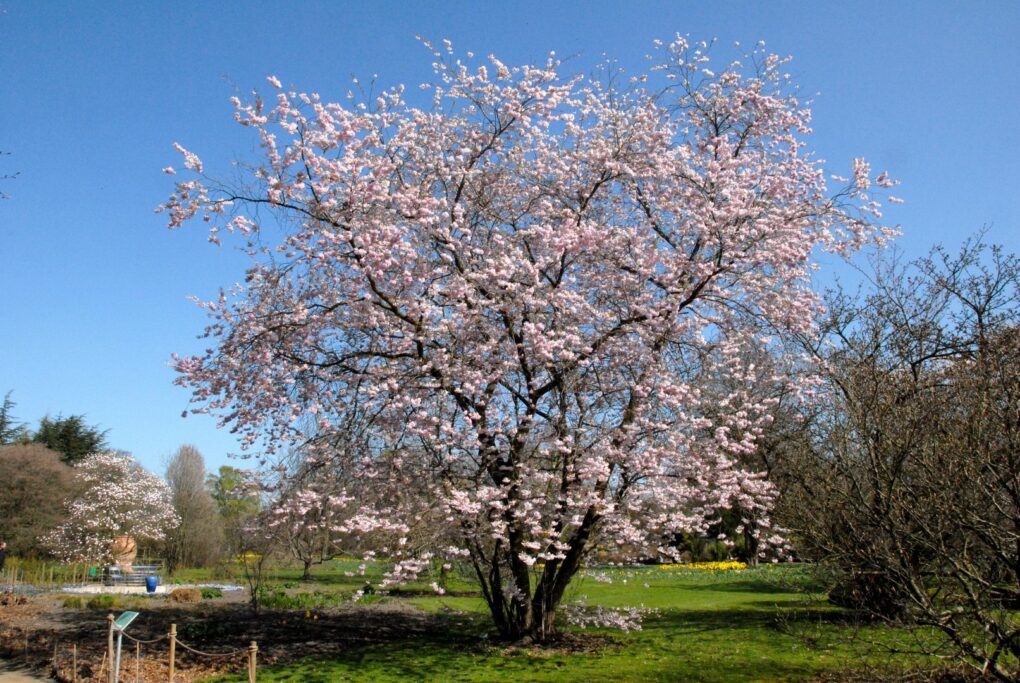 prunus accolade ATELIER MORLIERE Conception de jardin à Rennes en ILLE-ET-VILAINE (35) Les cerisiers d'ornement, aussi appelés cerisiers à fleurs, sont des arbres magnifiques et spectaculaires, qui offrent une floraison abondante et colorée au printemps. Ces arbres ont une grande importance culturelle et symbolique au Japon, où ils sont considérés comme des symboles de la beauté éphémère de la vie. En France, les cerisiers d'ornement sont également très populaires et très appréciés pour leur beauté et leur élégance.