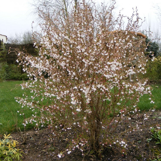 prunus incisa kojo no mai cerisier a fleurs nain du japon ATELIER MORLIERE Conception de jardin à Rennes en ILLE-ET-VILAINE (35) Les cerisiers d'ornement, aussi appelés cerisiers à fleurs, sont des arbres magnifiques et spectaculaires, qui offrent une floraison abondante et colorée au printemps. Ces arbres ont une grande importance culturelle et symbolique au Japon, où ils sont considérés comme des symboles de la beauté éphémère de la vie. En France, les cerisiers d'ornement sont également très populaires et très appréciés pour leur beauté et leur élégance.