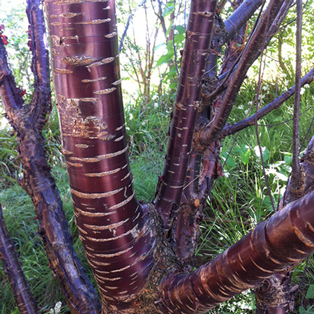 prunus serrula cerisier du tibet 1 ATELIER MORLIERE Conception de jardin à Rennes en ILLE-ET-VILAINE (35) Les cerisiers d'ornement, aussi appelés cerisiers à fleurs, sont des arbres magnifiques et spectaculaires, qui offrent une floraison abondante et colorée au printemps. Ces arbres ont une grande importance culturelle et symbolique au Japon, où ils sont considérés comme des symboles de la beauté éphémère de la vie. En France, les cerisiers d'ornement sont également très populaires et très appréciés pour leur beauté et leur élégance.
