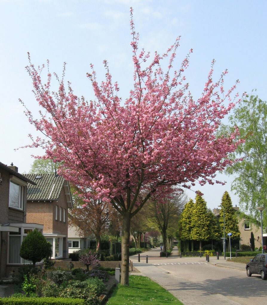 prunus serrulata kanzan2 ATELIER MORLIERE Conception de jardin à Rennes en ILLE-ET-VILAINE (35) Les cerisiers d'ornement, aussi appelés cerisiers à fleurs, sont des arbres magnifiques et spectaculaires, qui offrent une floraison abondante et colorée au printemps. Ces arbres ont une grande importance culturelle et symbolique au Japon, où ils sont considérés comme des symboles de la beauté éphémère de la vie. En France, les cerisiers d'ornement sont également très populaires et très appréciés pour leur beauté et leur élégance.