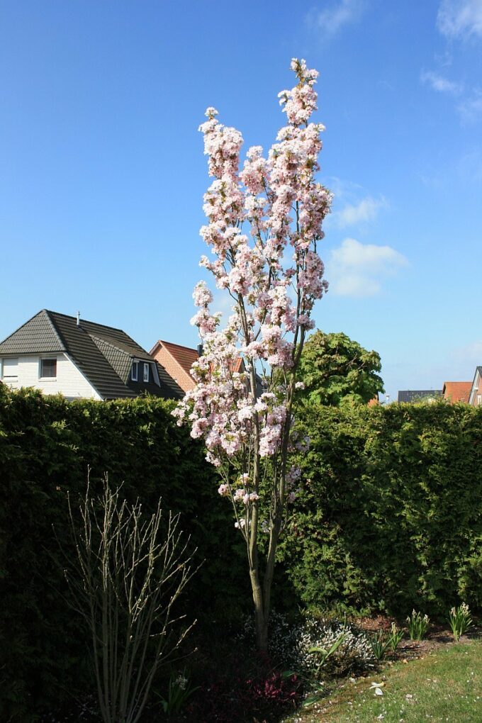 prunus serr amanogawa 1 ATELIER MORLIERE Conception de jardin à Rennes en ILLE-ET-VILAINE (35) Les cerisiers d'ornement, aussi appelés cerisiers à fleurs, sont des arbres magnifiques et spectaculaires, qui offrent une floraison abondante et colorée au printemps. Ces arbres ont une grande importance culturelle et symbolique au Japon, où ils sont considérés comme des symboles de la beauté éphémère de la vie. En France, les cerisiers d'ornement sont également très populaires et très appréciés pour leur beauté et leur élégance.