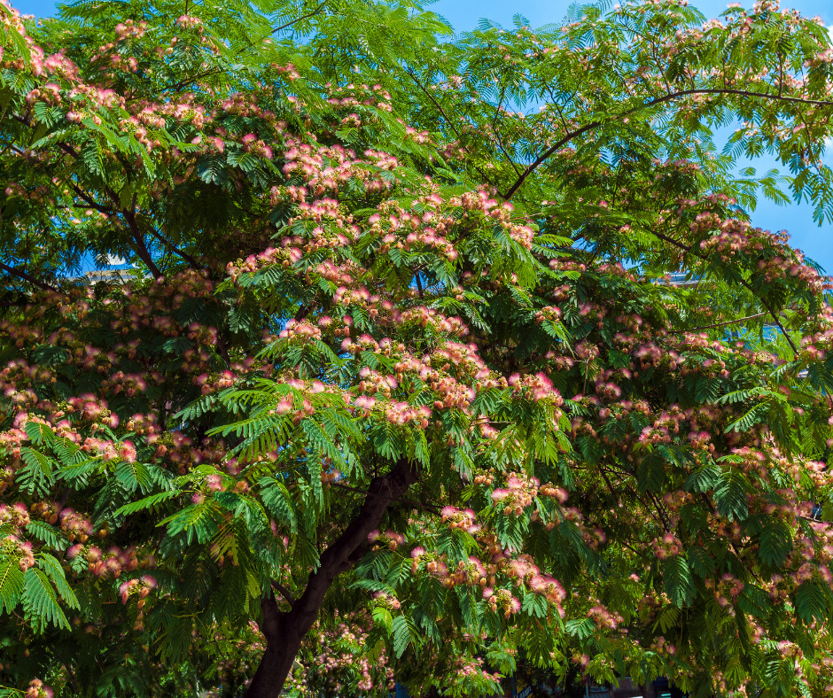Albizia ATELIER MORLIERE Conception de jardin à Rennes en ILLE-ET-VILAINE (35) L'été est arrivé avec son soleil éclatant, mais cela ne signifie pas que vous devez sacrifier la beauté de votre jardin. Au contraire, c'est le moment idéal pour choisir des plantes résistantes au climat chaud et créer un jardin éblouissant. Dans cet article, je vous présente mes cultivars préférés et mes astuces d'entretien pour un jardin qui rayonne même sous un soleil brûlant.
