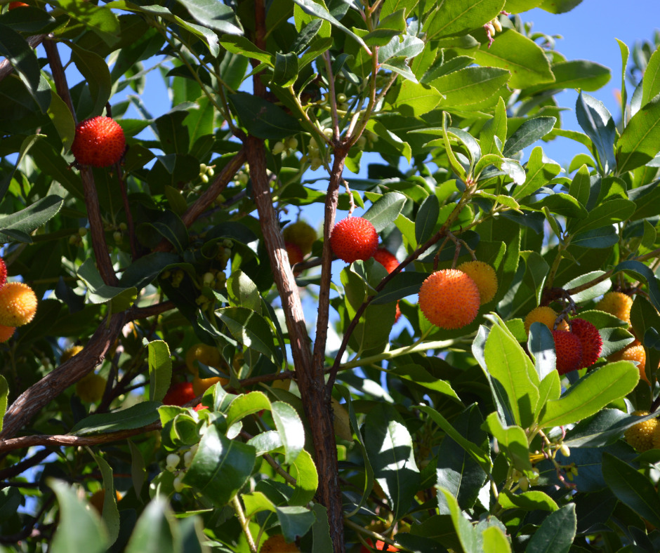 Arbousier ATELIER MORLIERE Conception de jardin à Rennes en ILLE-ET-VILAINE (35) L'été est arrivé avec son soleil éclatant, mais cela ne signifie pas que vous devez sacrifier la beauté de votre jardin. Au contraire, c'est le moment idéal pour choisir des plantes résistantes au climat chaud et créer un jardin éblouissant. Dans cet article, je vous présente mes cultivars préférés et mes astuces d'entretien pour un jardin qui rayonne même sous un soleil brûlant.