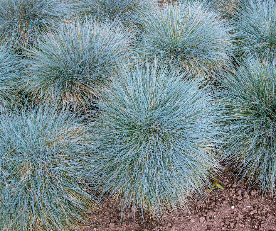 Fetuque bleue ATELIER MORLIERE Conception de jardin à Rennes en ILLE-ET-VILAINE (35) L'été est arrivé avec son soleil éclatant, mais cela ne signifie pas que vous devez sacrifier la beauté de votre jardin. Au contraire, c'est le moment idéal pour choisir des plantes résistantes au climat chaud et créer un jardin éblouissant. Dans cet article, je vous présente mes cultivars préférés et mes astuces d'entretien pour un jardin qui rayonne même sous un soleil brûlant.