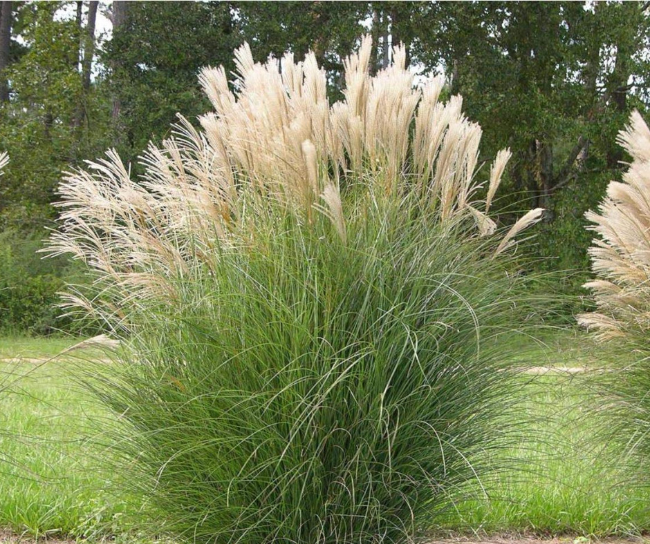 Miscantus blog ATELIER MORLIERE Conception de jardin à Rennes en ILLE-ET-VILAINE (35) L'été est arrivé avec son soleil éclatant, mais cela ne signifie pas que vous devez sacrifier la beauté de votre jardin. Au contraire, c'est le moment idéal pour choisir des plantes résistantes au climat chaud et créer un jardin éblouissant. Dans cet article, je vous présente mes cultivars préférés et mes astuces d'entretien pour un jardin qui rayonne même sous un soleil brûlant.