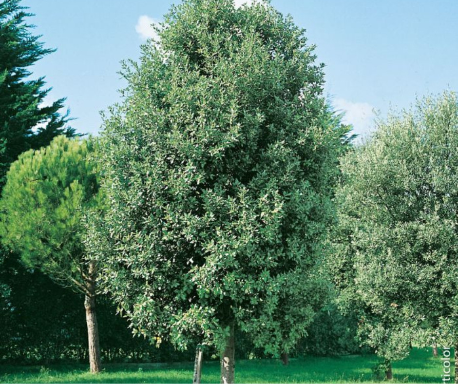 Quercus ATELIER MORLIERE Conception de jardin à Rennes en ILLE-ET-VILAINE (35) L'été est arrivé avec son soleil éclatant, mais cela ne signifie pas que vous devez sacrifier la beauté de votre jardin. Au contraire, c'est le moment idéal pour choisir des plantes résistantes au climat chaud et créer un jardin éblouissant. Dans cet article, je vous présente mes cultivars préférés et mes astuces d'entretien pour un jardin qui rayonne même sous un soleil brûlant.