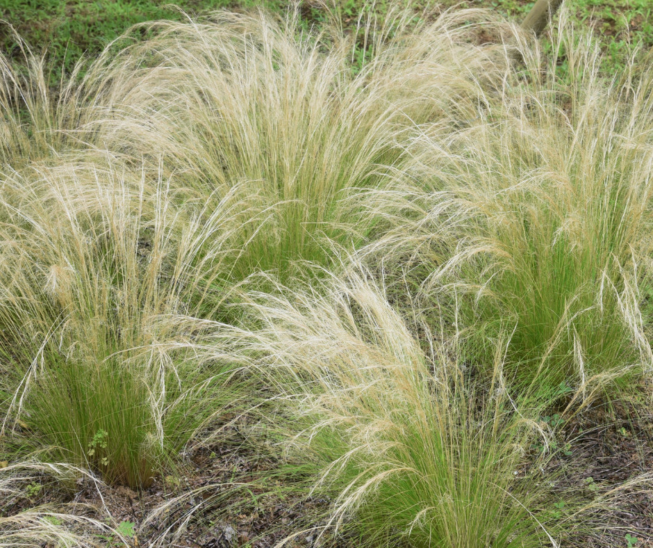 Stipe ATELIER MORLIERE Conception de jardin à Rennes en ILLE-ET-VILAINE (35) L'été est arrivé avec son soleil éclatant, mais cela ne signifie pas que vous devez sacrifier la beauté de votre jardin. Au contraire, c'est le moment idéal pour choisir des plantes résistantes au climat chaud et créer un jardin éblouissant. Dans cet article, je vous présente mes cultivars préférés et mes astuces d'entretien pour un jardin qui rayonne même sous un soleil brûlant.