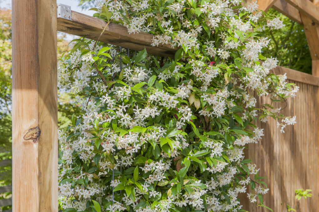 jasmin etoile fleurs ATELIER MORLIERE Conception de jardin à Rennes en ILLE-ET-VILAINE (35) L'été est arrivé avec son soleil éclatant, mais cela ne signifie pas que vous devez sacrifier la beauté de votre jardin. Au contraire, c'est le moment idéal pour choisir des plantes résistantes au climat chaud et créer un jardin éblouissant. Dans cet article, je vous présente mes cultivars préférés et mes astuces d'entretien pour un jardin qui rayonne même sous un soleil brûlant.